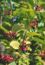 Load image into Gallery viewer, Lonicera involucrata
