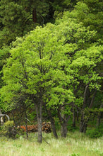 Load image into Gallery viewer, Quercus garryana