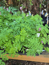 Load image into Gallery viewer, Dicentra formosa
