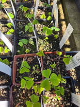 Load image into Gallery viewer, Oxalis oregana
