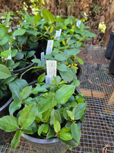 Load image into Gallery viewer, Gaultheria shallon
