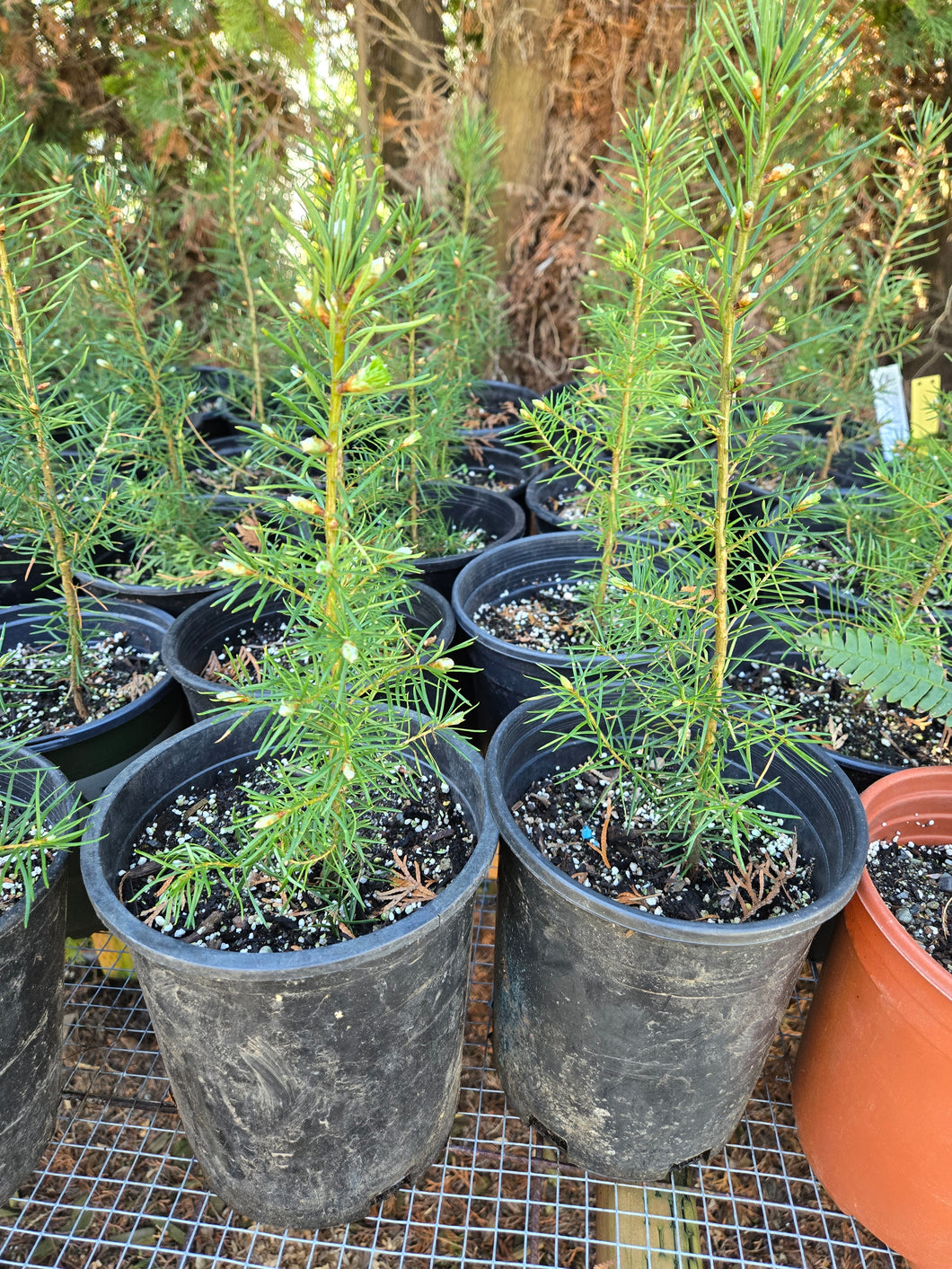Pseudotsuga menziesii