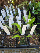 Load image into Gallery viewer, Struthiopteris spicant
