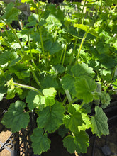 Load image into Gallery viewer, Tellima grandiflora
