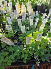 Load image into Gallery viewer, Fragaria vesca

