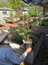Load image into Gallery viewer, Vaccinium ovatum
