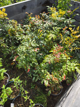 Load image into Gallery viewer, Mahonia aquifolium
