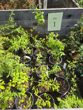 Load image into Gallery viewer, Philadelphus lewisii
