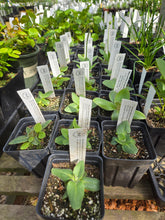 Load image into Gallery viewer, Micranthes integrifolia
