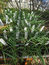 Load image into Gallery viewer, Allium cernuum
