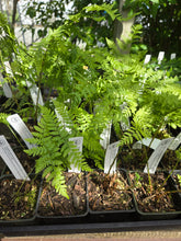Load image into Gallery viewer, Dryopteris expansa
