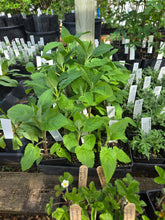 Load image into Gallery viewer, Stachys cooleyae
