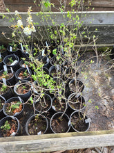 Load image into Gallery viewer, Amelanchier alnifolia

