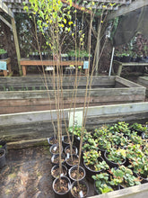 Load image into Gallery viewer, Betula papyrifera

