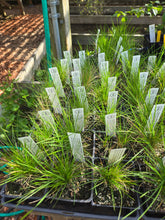 Load image into Gallery viewer, Deschampsia cespitosa
