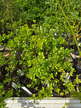 Load image into Gallery viewer, Spiraea splendens
