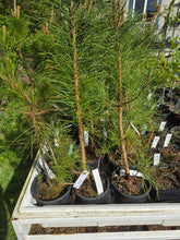 Load image into Gallery viewer, Pinus contorta var. contorta
