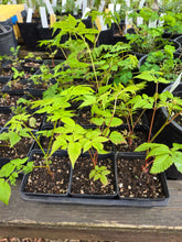 Load image into Gallery viewer, Aruncus dioicus
