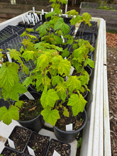 Load image into Gallery viewer, Rubus parviflorus
