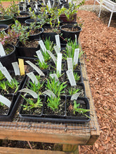 Load image into Gallery viewer, Sisyrinchium californicum
