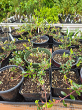 Load image into Gallery viewer, Arctostaphylos uva-ursi
