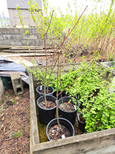 Load image into Gallery viewer, Acer macrophyllum
