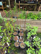 Load image into Gallery viewer, Acer macrophyllum
