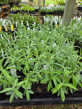 Load image into Gallery viewer, Anaphalis margaritacea
