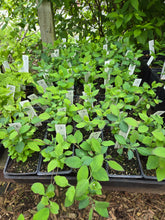 Load image into Gallery viewer, Lonicera ciliosa
