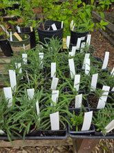Load image into Gallery viewer, Achillea millefolium
