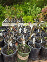 Load image into Gallery viewer, Quercus garryana
