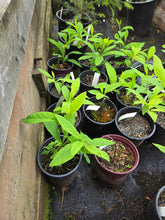 Load image into Gallery viewer, Oemleria cerasiformis
