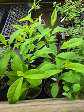 Load image into Gallery viewer, Oemleria cerasiformis
