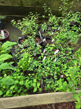 Load image into Gallery viewer, Symphoricarpos albus
