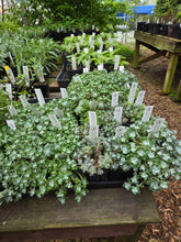 Load image into Gallery viewer, Sedum spathulifolium

