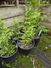 Load image into Gallery viewer, Thuja plicata
