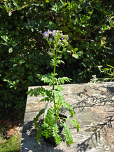 Load image into Gallery viewer, Polemonium pulcherrimum
