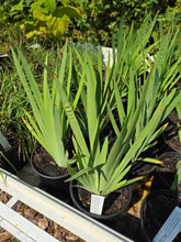 Load image into Gallery viewer, Iris setosa
