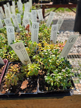 Load image into Gallery viewer, Sedum oreganum

