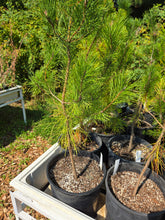 Load image into Gallery viewer, Pinus contorta var. contorta

