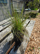 Load image into Gallery viewer, Deschampsia cespitosa
