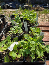 Load image into Gallery viewer, Heuchera cylindrica
