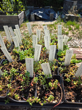 Load image into Gallery viewer, Sedum divergens

