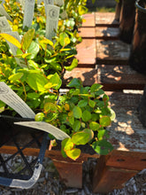 Load image into Gallery viewer, Gaultheria shallon
