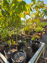 Load image into Gallery viewer, Acer macrophyllum
