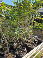 Load image into Gallery viewer, Lonicera involucrata
