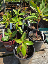Load image into Gallery viewer, Arbutus menziesii
