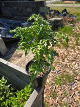 Load image into Gallery viewer, Mahonia aquifolium
