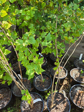 Load image into Gallery viewer, Physocarpus capitatus
