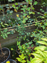 Load image into Gallery viewer, Amelanchier alnifolia
